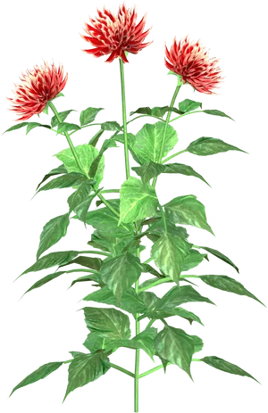 Red White Dahlia Flowers PNG Image