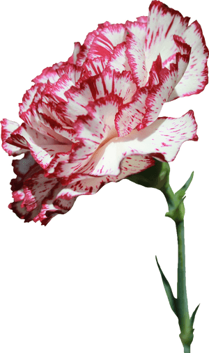 Clip Art Carnation Flower Tattoo - Carnation Flower Png Transparent, Png Download PNG