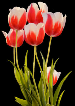 Red White Tulips Black Background.jpg PNG image with transparent background