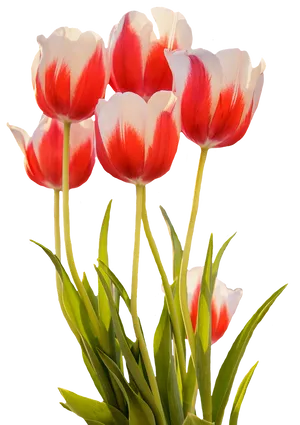 Red White Tulips Black Background.jpg PNG Image