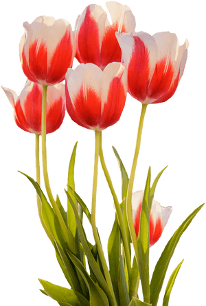 Gambar Bunga Tulip Mekar, HD Png Download PNG