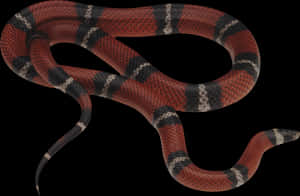 Redand Black Snake Curled PNG image with transparent background