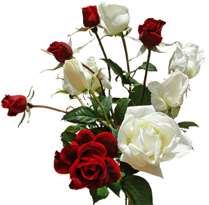 67, Backgrounds V - Romantic Love Love White Rose Flower, HD Png Download PNG with transparent background