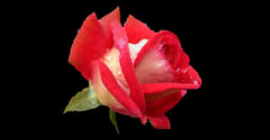 Redand White Rosewith Dew Drops PNG image with transparent background