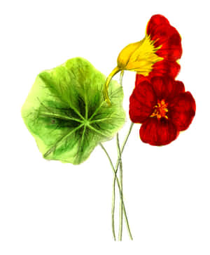 Redand Yellow Pansywith Green Leaf PNG with transparent background