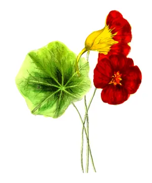 Redand Yellow Pansywith Green Leaf PNG Image