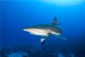 Weird Shark Pictures To Print Poster Species Watercolor - Caribbean Reef Shark PNG image with transparent background