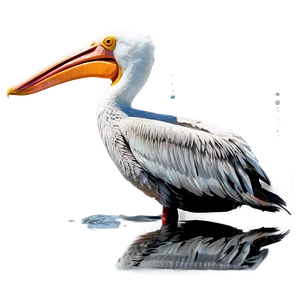 Reflective Pelican Water Png Yit PNG Image