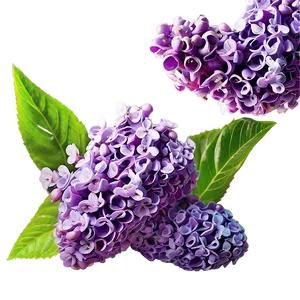 Refreshing Lilac Png Ugb46 PNG Image