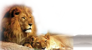 Regal Lionand Lioness Resting PNG Image