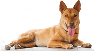 At Lanta Animal Welfare We Believe Passionately That - Animal That Protect Us PNG image with transparent background