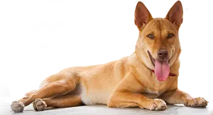 Relaxed Brown Dog Lying Down.png PNG Image
