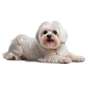 Relaxed Maltese Lying Down Png Jnu PNG Image