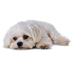 Relaxed Maltese Lying Down Png Yob PNG Image