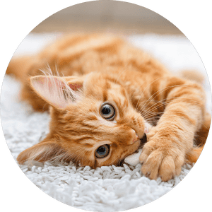 Cute Cat, HD Png Download PNG image with transparent background