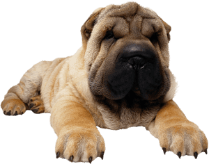 Dog Png, Download Png Image With Transparent Background, - Chow Chow And Pug, Png Download PNG image with transparent background