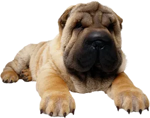 Relaxed Shar Pei Puppy PNG Image