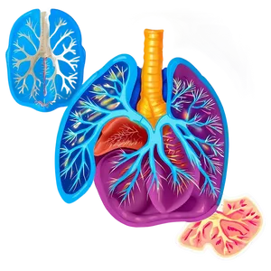 Respiratory Organs Illustration Png Fyf51 PNG Image