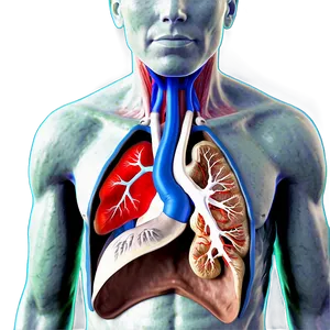 Respiratory System Clinical Cases Png Wxh4 PNG Image