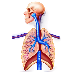 Respiratory System Diagram Png Kks95 PNG Image