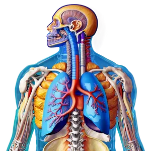 Respiratory System Quiz Visual Png Tnb PNG Image