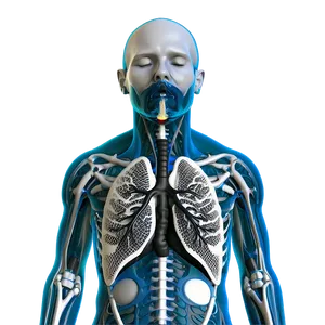 Respiratory System Response To Stress Png 93 PNG Image