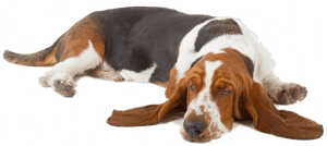 Transparent Sleeping Dog Png - Basset Hound Laying Down, Png Download PNG with transparent background