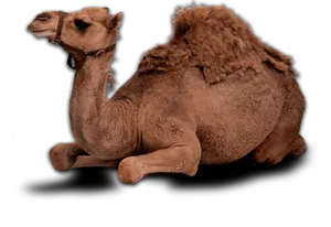 Resting Camel Transparent Background.png PNG Image