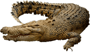 Png Of Crocodile - Chicago, Transparent Png PNG image with transparent background