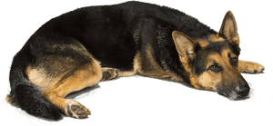 German Shepherd Transparent Png, Png Download PNG image with transparent background