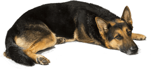 Love Of A German Shepherd, HD Png Download PNG image with transparent background
