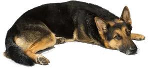 Resting German Shepherd Transparent Background.png PNG Image