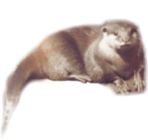 Otter , Png Download - Punxsutawney Phil, Transparent Png PNG image with transparent background