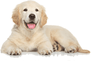 Retriever,facial Group,labrador Retriever,companion - Golden Retriever Puppy Png, Transparent Png PNG image with transparent background