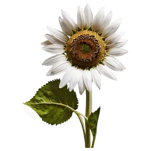 Retro Sunflower Picture Png Svq48 PNG Image