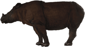 Rhino Free Png Image - Indian Rhinoceros, Transparent Png PNG image with transparent background