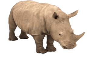 Rhino Png Background - Black Rhinoceros, Transparent Png PNG image with transparent background
