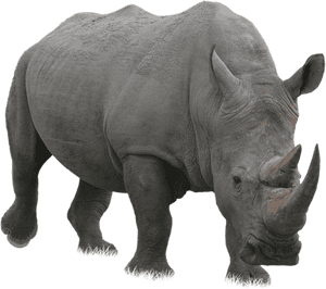 Rhino Png - Rhinoceros Png, Transparent Png PNG image with transparent background