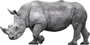#rhino #rhinoceros - Black Rhinoceros, HD Png Download PNG image with transparent background