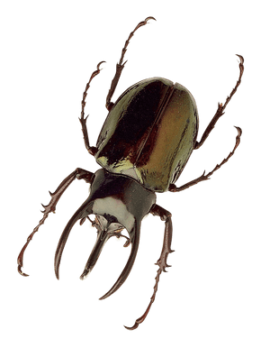 Rhinoceros Beetle Illustration PNG image with transparent background