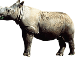 Rhinoceros Png Transparent Images - Indian Rhinoceros, Png Download PNG image with transparent background