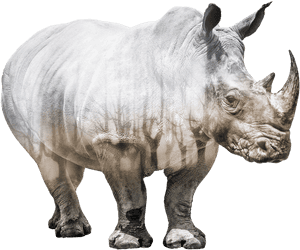 Rhinoceros - Transparent Rhino, HD Png Download PNG image with transparent background