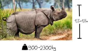 Rhinocerosin Natural Habitat PNG Image