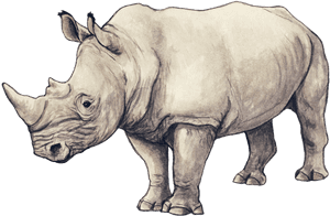 Rhinos Drawing Ink - Rhinoceros Illustration, HD Png Download PNG image with transparent background