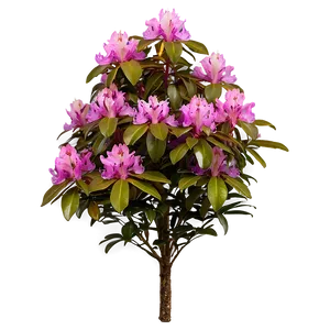 Rhododendron Bush Png 14 PNG Image