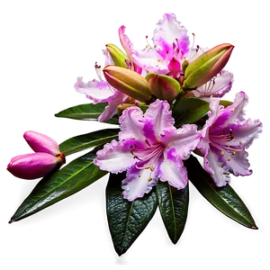 Rhododendron Flower Png Lyx PNG Image