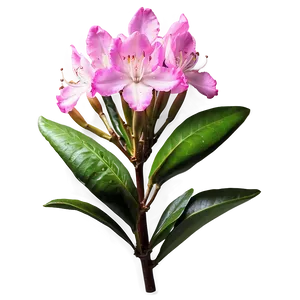 Rhododendron Flower Png Ris PNG Image