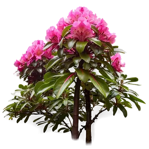 Rhododendron Garden Png Qqe PNG Image