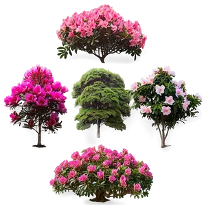 Rhododendron Garden Png Xkt PNG Image