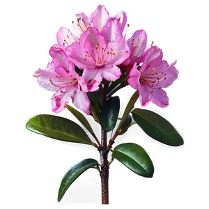 Rhododendron Plant Png 06282024 PNG Image